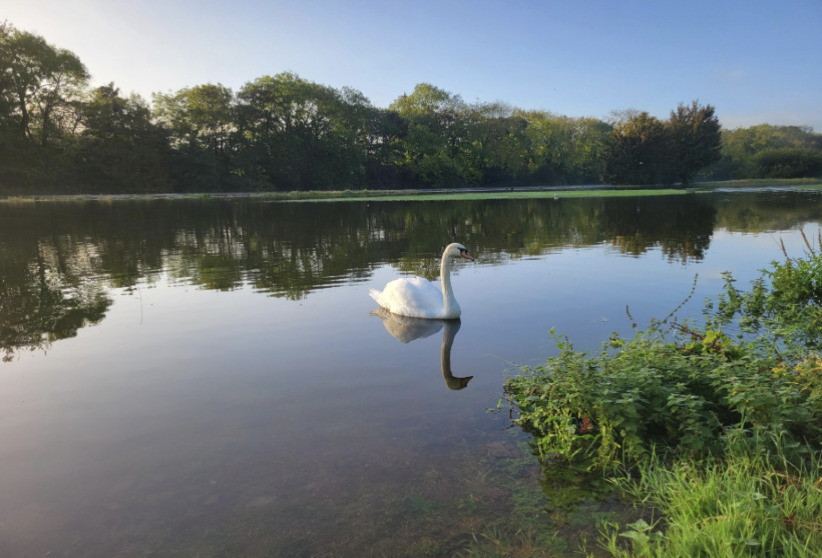 Swan on the River Lea surrounded by trees and wildlife